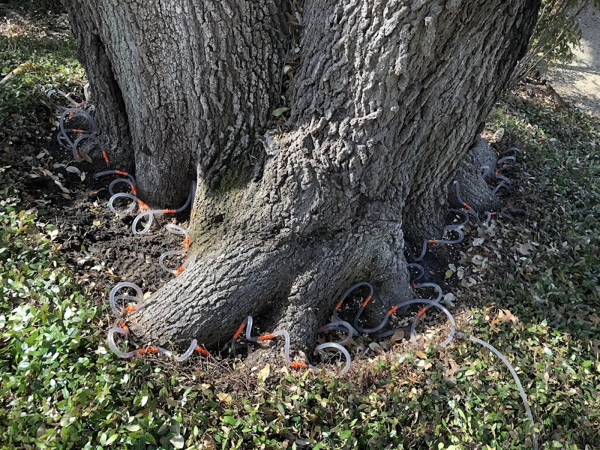 Detailed Tree Cabling and Bracing job site in Shunk