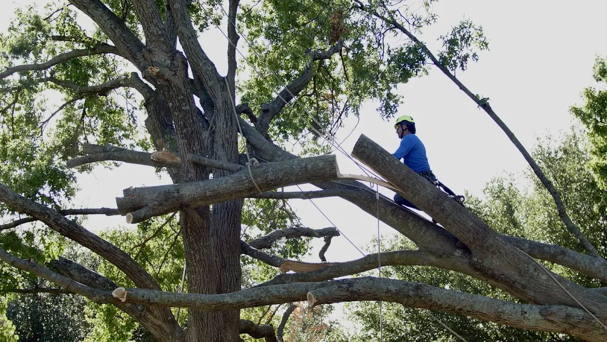 Professional Crown Thinning performed by certified arborists in Shunk